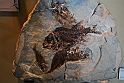 I Fossili di Bolca_24
